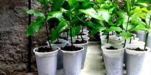Cashew Plant