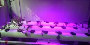 Pink Grow Light