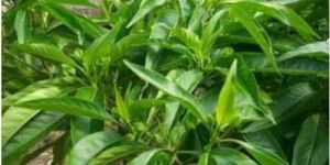 Adhatoda Vasica Herbal Powder