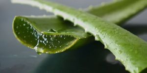 Aloe Vera Leaves