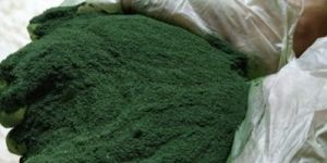 Spirulina/Algae Powder