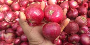Fresh Red Onions