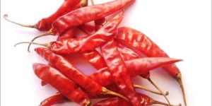 Guntur Dry Red Chilli