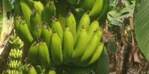 Green Banana
