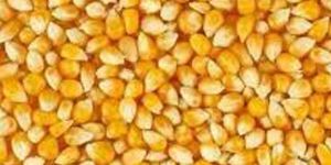Fresh Maize