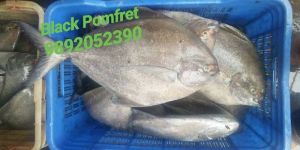 Fresh Black Pomfret Fish