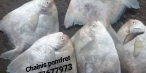 Fresh Chinese Pomfret Fish