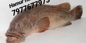 Fresh Hamour Fish