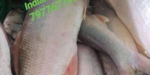 Fresh Indian Salmon Fish