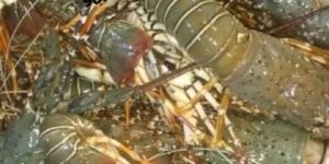 Fresh Lobster