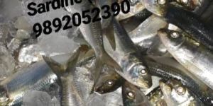 Fresh Sardine Fish