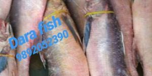 Fresh Threadfin Fish
