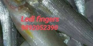 Lady Finger Fish