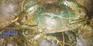 Live Green Crabs