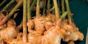 Fresh Organic Ginger