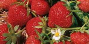 Strawberry Plant