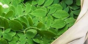 Fresh Moringa Leaves