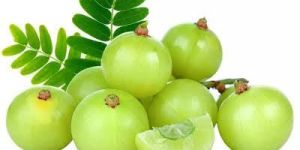 Fresh Amla