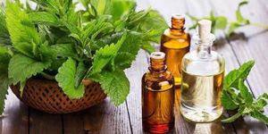 Natural Menthol Essential Oil