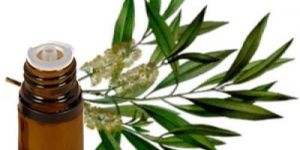Natural Tea Tree Essential Oil
