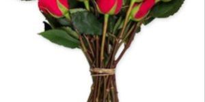 Dutch Rose Cut Flower