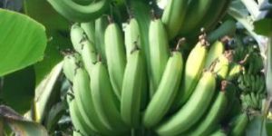 Green Banana