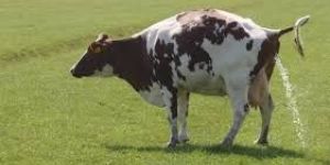 Cow Urine