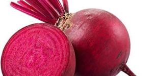 Fresh Beetroot