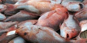 Red Snapper Fish