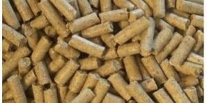 Moringa Cattle Feed
