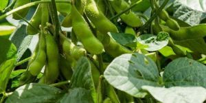 Soybean Seeds