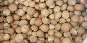 Dried Betel Nut