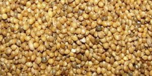 Millet Seeds