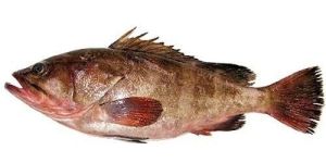 Reef Cod Whole Fish