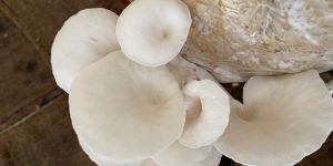 Oyster Mushroom