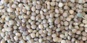 Guar Seeds