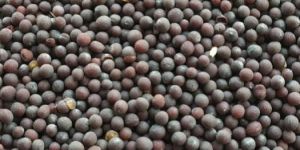 Mustard Seeds