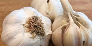 Fresh Garlic