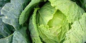 Green Cabbage
