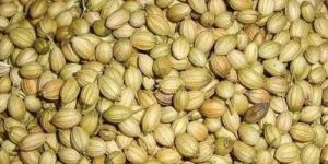 Coriander Seeds