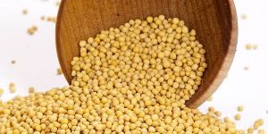 Yellow Mustard Seeds