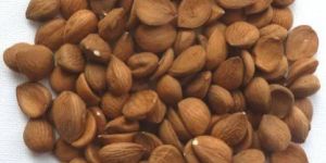 Apricot Kernel