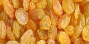 Yellow Raisin