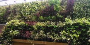 Vertical Garden Landscaping Services