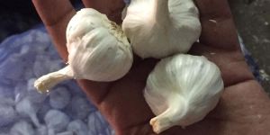 Fresh Garlic