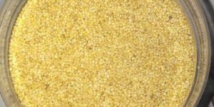 Foxtail Millet