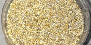 Pearl Millet