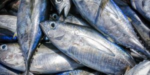 Fresh Tuna Fish