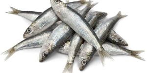 Sardine Fish
