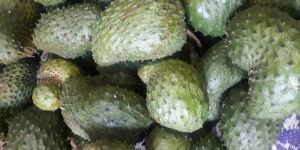 Soursop